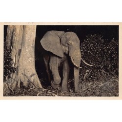 Rare collectable postcards of KENYA. Vintage Postcards of KENYA
