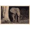 Rare collectable postcards of KENYA. Vintage Postcards of KENYA