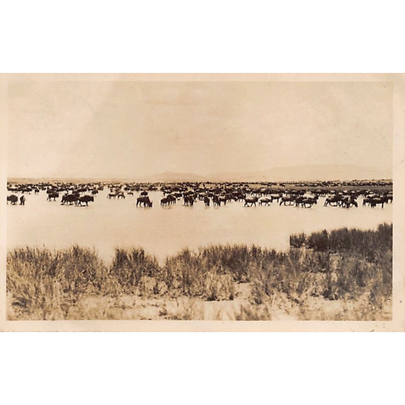 Rare collectable postcards of KENYA. Vintage Postcards of KENYA