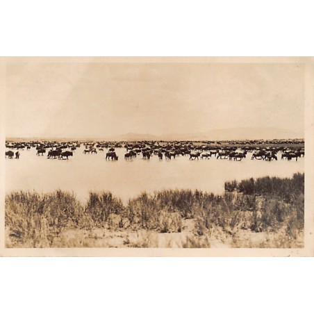 Rare collectable postcards of KENYA. Vintage Postcards of KENYA