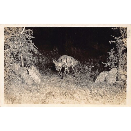 Rare collectable postcards of KENYA. Vintage Postcards of KENYA