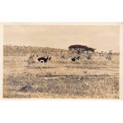 Rare collectable postcards of KENYA. Vintage Postcards of KENYA