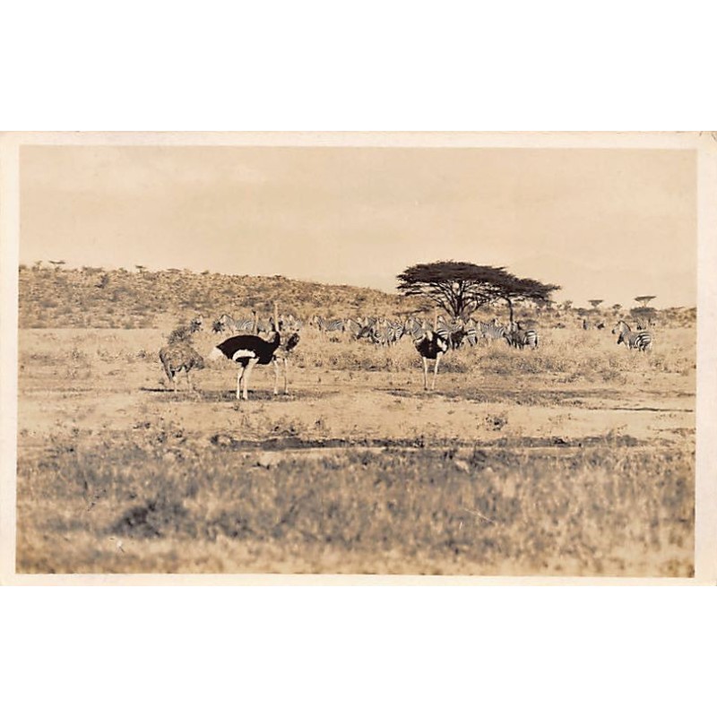 Rare collectable postcards of KENYA. Vintage Postcards of KENYA