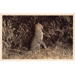 Rare collectable postcards of KENYA. Vintage Postcards of KENYA