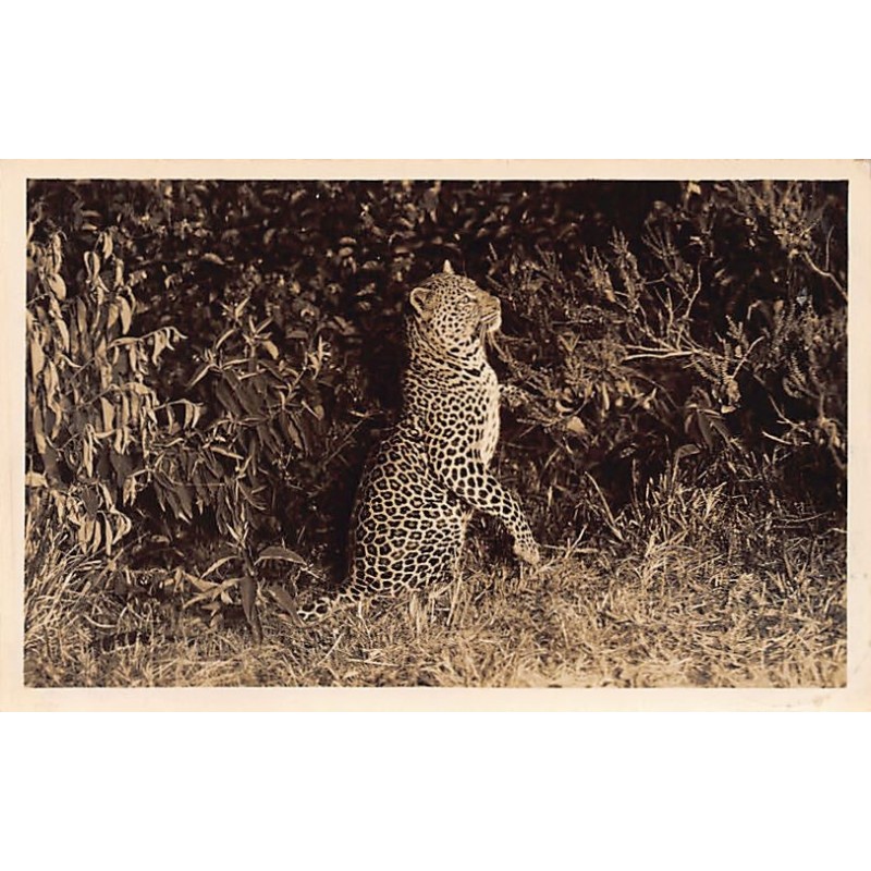 Rare collectable postcards of KENYA. Vintage Postcards of KENYA