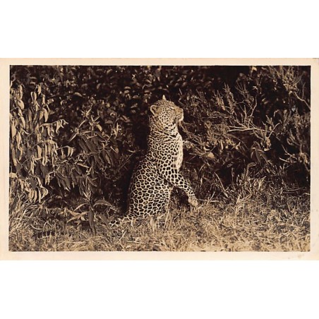 Rare collectable postcards of KENYA. Vintage Postcards of KENYA