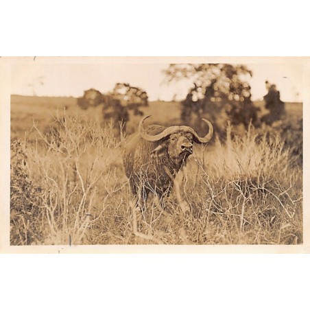 Rare collectable postcards of KENYA. Vintage Postcards of KENYA