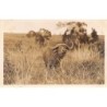 Rare collectable postcards of KENYA. Vintage Postcards of KENYA