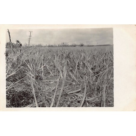 Rare collectable postcards of MAURITIUS. Vintage Postcards of MAURITIUS