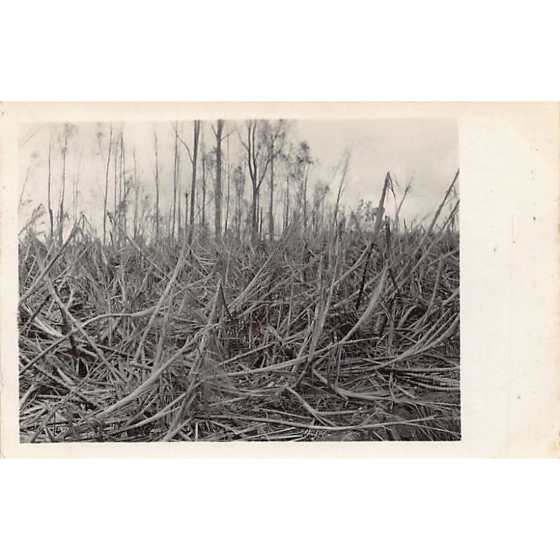 Rare collectable postcards of MAURITIUS. Vintage Postcards of MAURITIUS