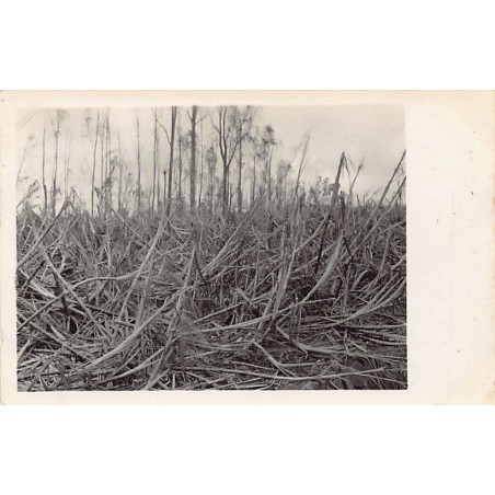 Rare collectable postcards of MAURITIUS. Vintage Postcards of MAURITIUS