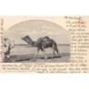 Rare collectable postcards of EGYPT. Vintage Postcards of EGYPT