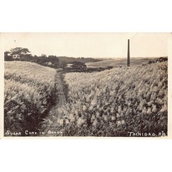 Rare collectable postcards of TRINIDAD & TOBAGO. Vintage Postcards of TRINIDAD & TOBAGO