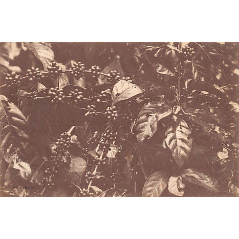 Rare collectable postcards of GUADELOUPE. Vintage Postcards of GUADELOUPE