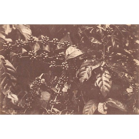 Rare collectable postcards of GUADELOUPE. Vintage Postcards of GUADELOUPE