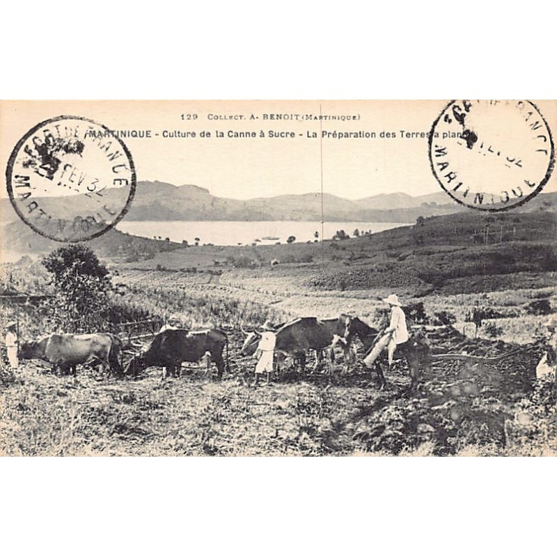 Rare collectable postcards of MARTINIQUE. Vintage Postcards of MARTINIQUE