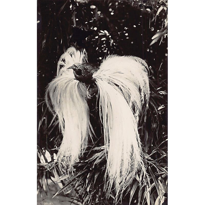 Rare collectable postcards of MALAYSIA. Vintage Postcards of MALAYSIA