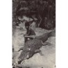 Rare collectable postcards of MALAYSIA. Vintage Postcards of MALAYSIA