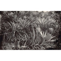 Rare collectable postcards of MALAYSIA. Vintage Postcards of MALAYSIA