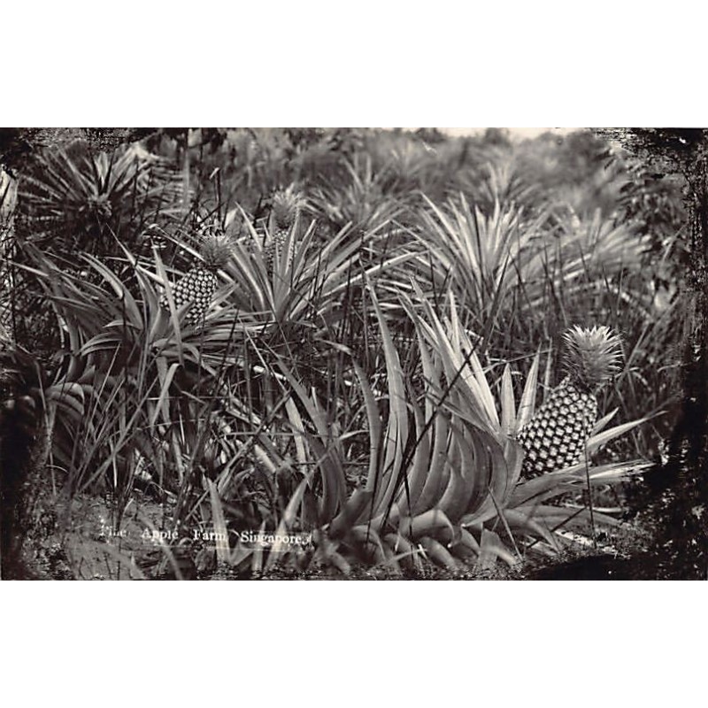 Rare collectable postcards of MALAYSIA. Vintage Postcards of MALAYSIA