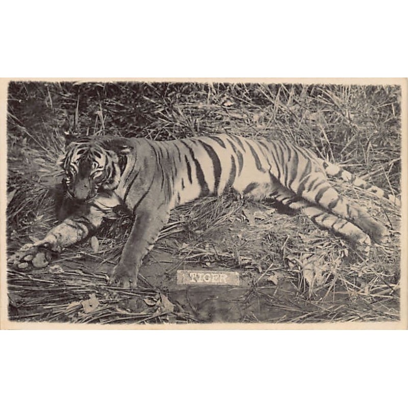 Rare collectable postcards of MALAYSIA. Vintage Postcards of MALAYSIA