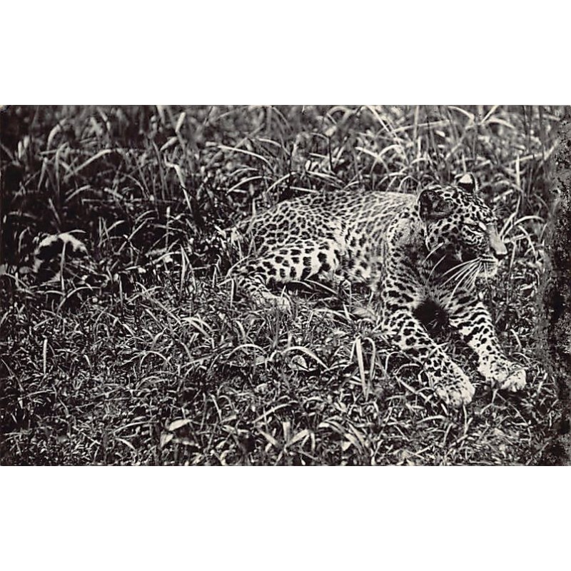 Rare collectable postcards of MALAYSIA. Vintage Postcards of MALAYSIA