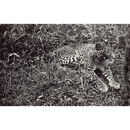 Rare collectable postcards of MALAYSIA. Vintage Postcards of MALAYSIA