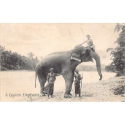 Rare collectable postcards of SRI LANKA. Vintage Postcards of SRI LANKA