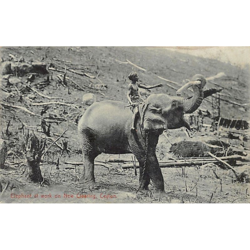 Rare collectable postcards of SRI LANKA. Vintage Postcards of SRI LANKA