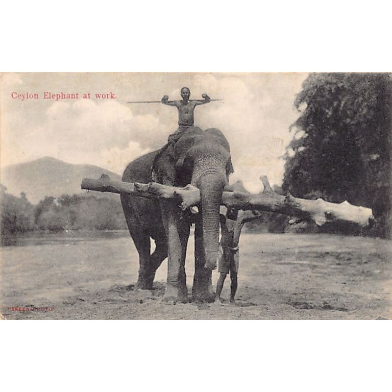 Rare collectable postcards of SRI LANKA. Vintage Postcards of SRI LANKA