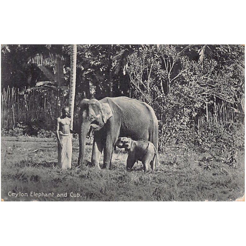 Rare collectable postcards of SRI LANKA. Vintage Postcards of SRI LANKA