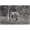 Rare collectable postcards of SRI LANKA. Vintage Postcards of SRI LANKA