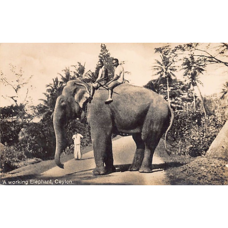 Rare collectable postcards of SRI LANKA. Vintage Postcards of SRI LANKA