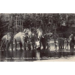 Rare collectable postcards of SRI LANKA. Vintage Postcards of SRI LANKA