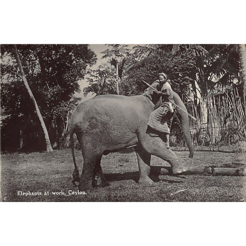 Rare collectable postcards of SRI LANKA. Vintage Postcards of SRI LANKA