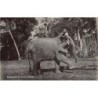 Rare collectable postcards of SRI LANKA. Vintage Postcards of SRI LANKA