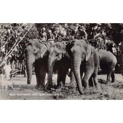 Rare collectable postcards of SRI LANKA. Vintage Postcards of SRI LANKA