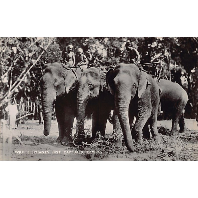 Rare collectable postcards of SRI LANKA. Vintage Postcards of SRI LANKA