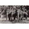 Rare collectable postcards of SRI LANKA. Vintage Postcards of SRI LANKA