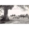 Rare collectable postcards of JAPAN. Vintage Postcards of JAPAN