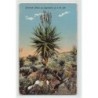 Rare collectable postcards of NAMIBIA. Vintage Postcards of NAMIBIA