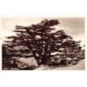 Rare collectable postcards of LEBANON. Vintage Postcards of LEBANON