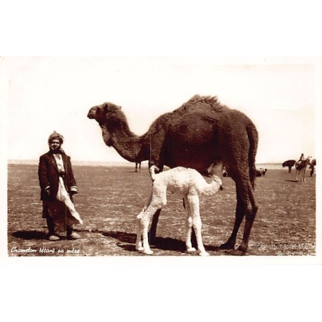 Rare collectable postcards of LEBANON. Vintage Postcards of LEBANON