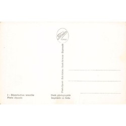 Rare collectable postcards of LEBANON. Vintage Postcards of LEBANON