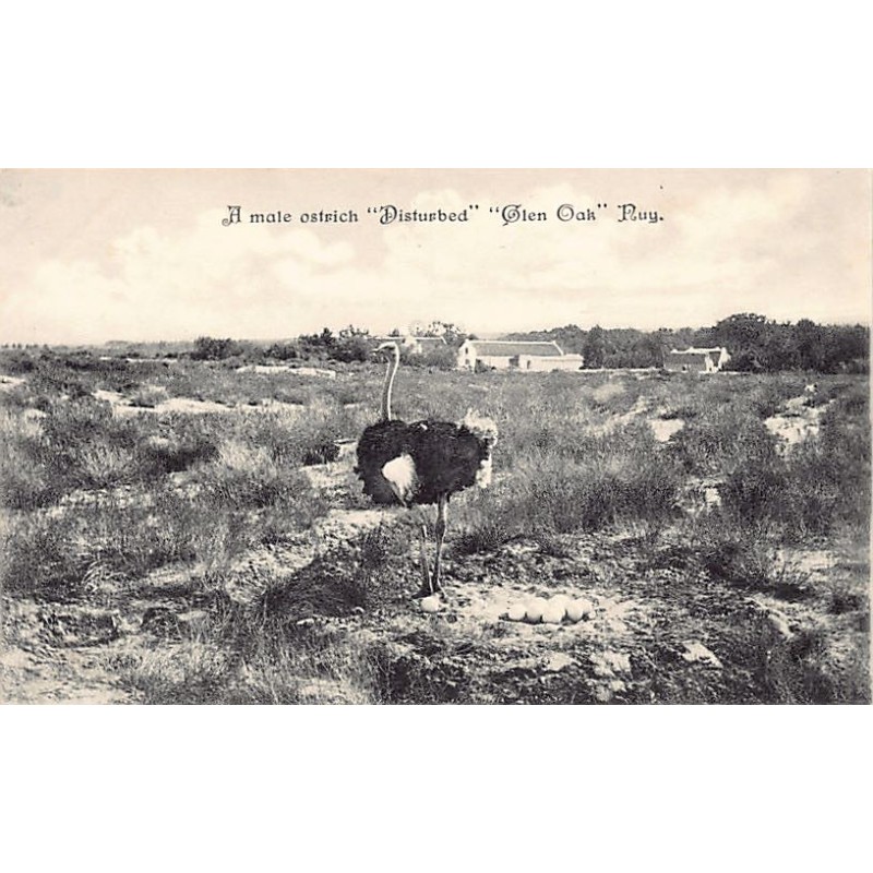 Rare collectable postcards of USA. Vintage Postcards of USA