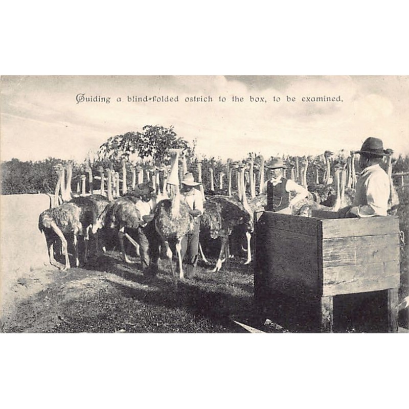 Rare collectable postcards of USA. Vintage Postcards of USA