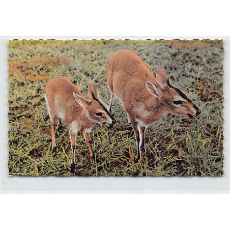 Rare collectable postcards of CONGO KINSHASA. Vintage Postcards of CONGO KINSHASA