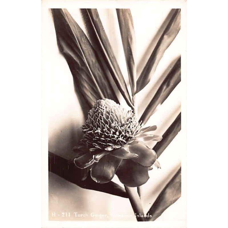 Rare collectable postcards of Hawaii. Vintage Postcards of Hawaii