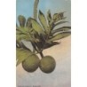 Rare collectable postcards of Hawaii. Vintage Postcards of Hawaii