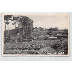 Rare collectable postcards of Vietnam. Vintage Postcards of Vietnam